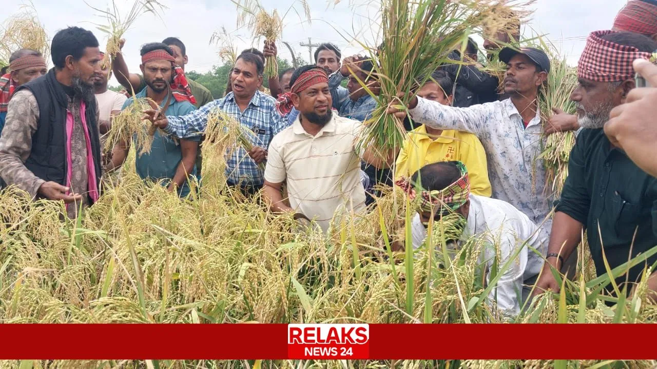 গরীব কৃষকের ধান কেটে ঘরে তুলে দিচ্ছে কৃষিবিদ মোঃ শামীম